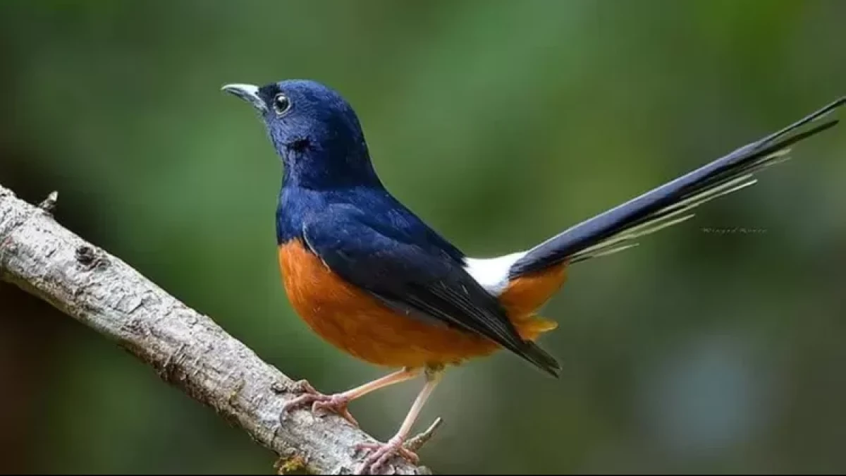 Temukan 9 Jenis Burung Kicau Yang Cocok Buat Pengusaha