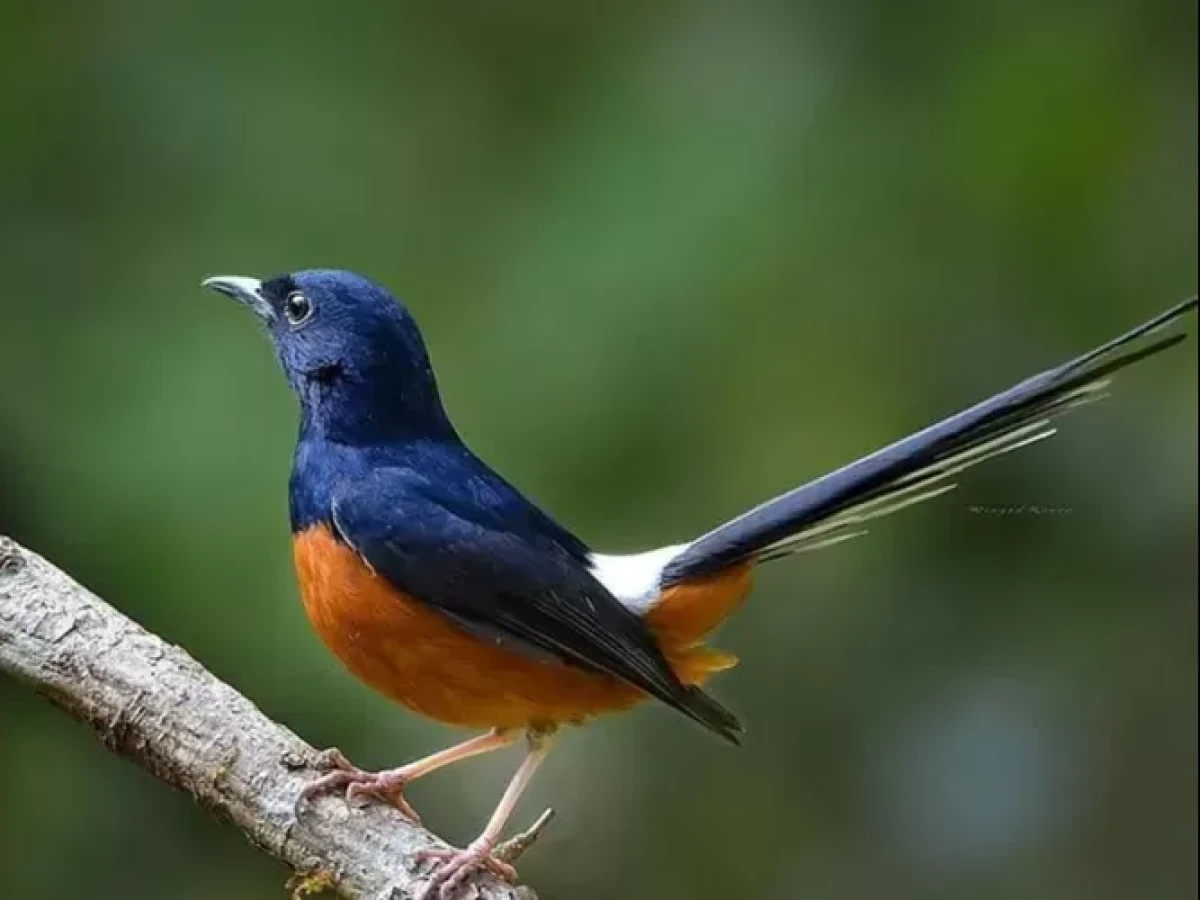 Temukan 9 Jenis Burung Kicau Yang Cocok Buat Pengusaha